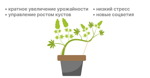 Тренировка с низким уровнем стресса (LST) для выращивания автоцветов Внедрение техники LST для обучения автоцветению