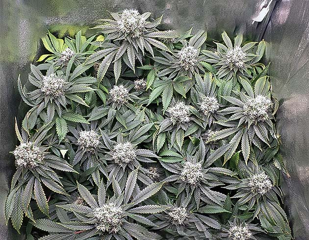 Изменение цвета куста на фиолетовый Фиолетовая конопля