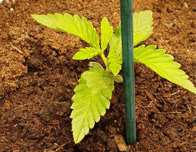 Уход за ростком на 1 и 2 неделях выращивания 1 и 2 неделя выращивания