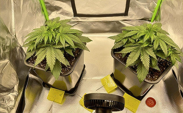 Каннабис после модернизации гроубокса