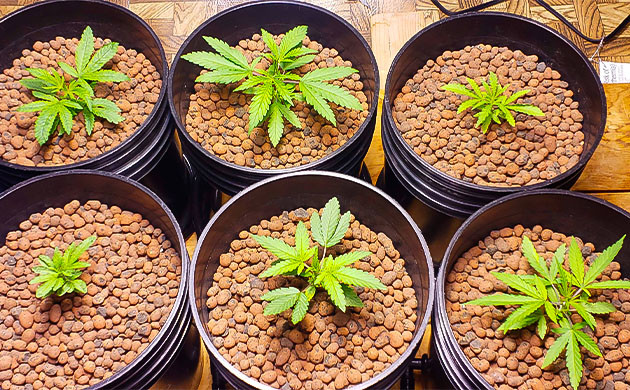 3 неделя выращивания конопли