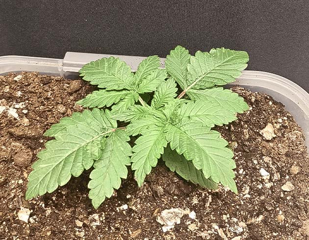 3 неделя роста конопли