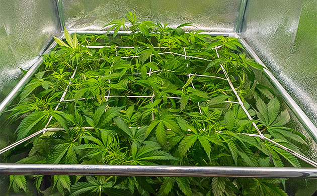 Куст под ScrOG сеткой