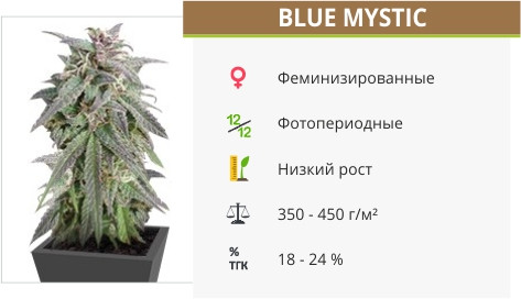 Blue Mystic