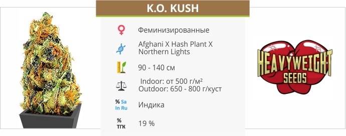 описание сорта K.O. Kush