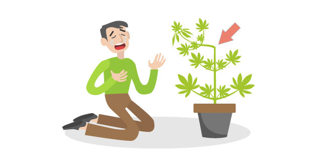 Как починить сломанные ветви каннабиса Как выпрямить согнутые ветки конопли