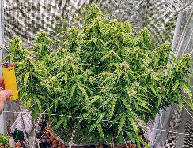 Конопля на стадии цветения с формирующимися соцветиями