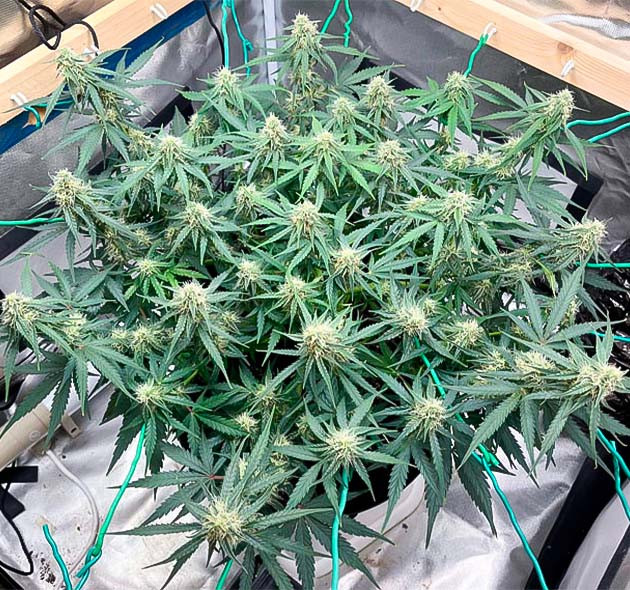 Признаки перекорма конопли 8 неделя выращивания марихуаны