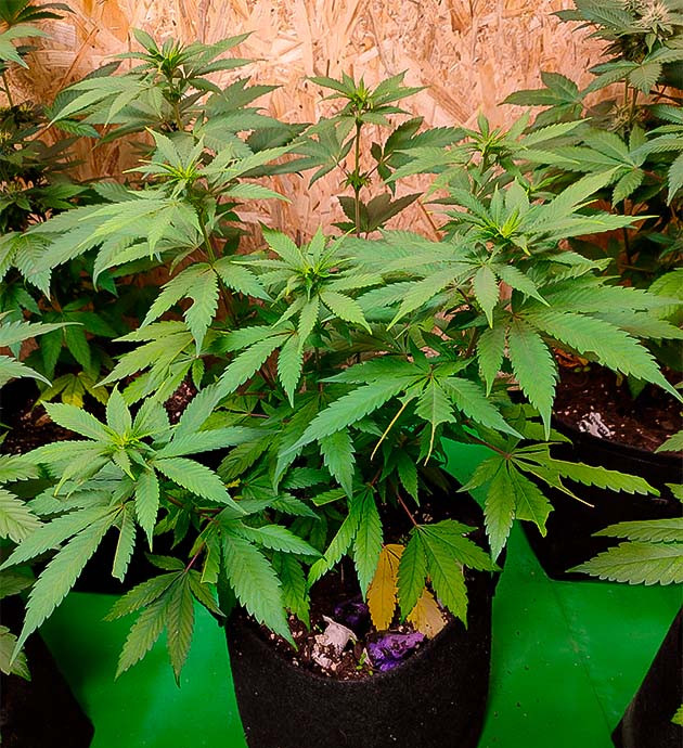 Появление первых бутонов у Grandmommy Purple