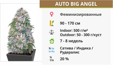 Auto Big Angel