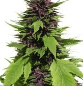 Водный стресс каннабиса