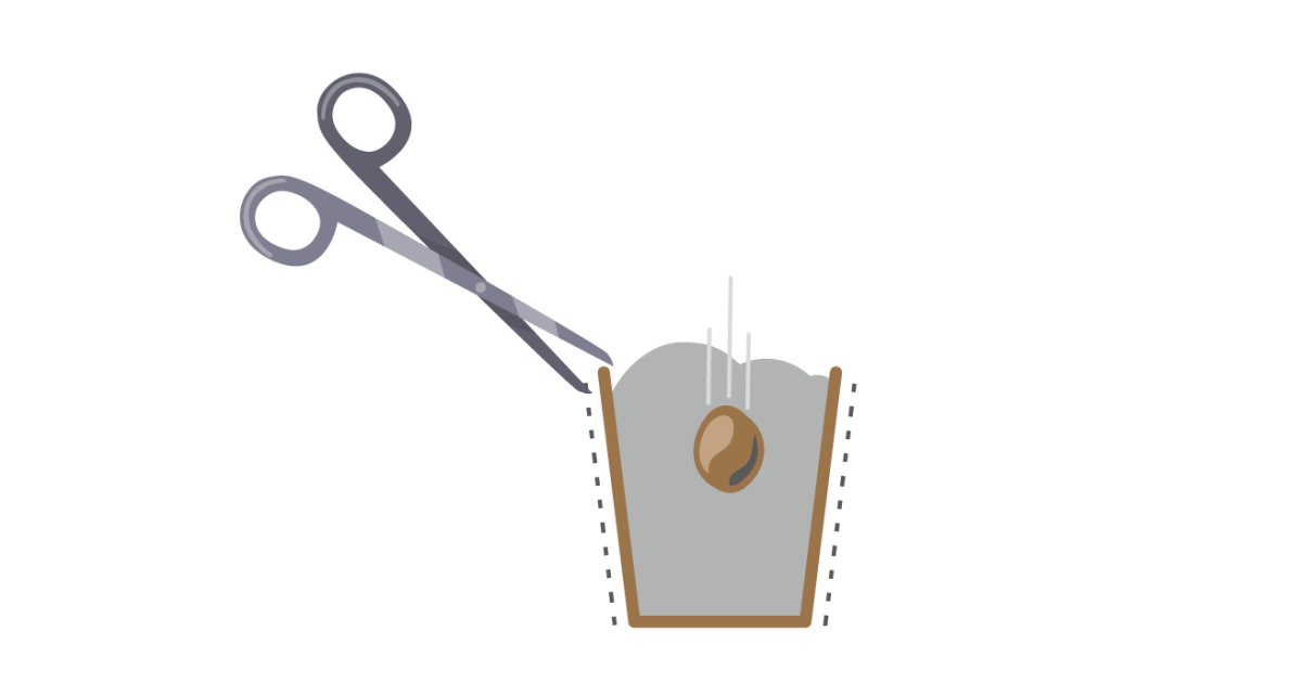 Проращивание в торфяном стаканчике