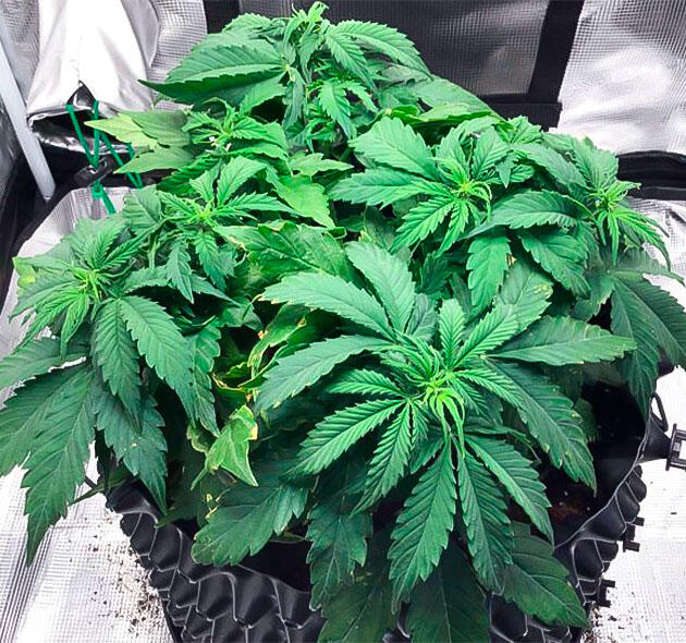 Автоцвет каннабиса в стадии предцвета после LST