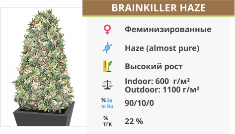описание сорта Super Brainkiller Haze Brainkiller Haze