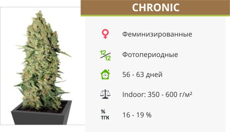 Chronic от Serious Seeds