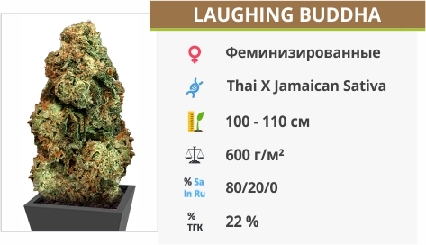 Laughing Buddha описание сорта Laughing Buddha
