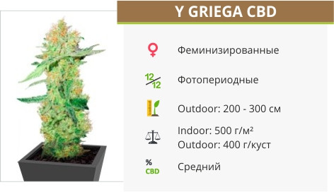 Y Griega CBD от Medical Seeds
