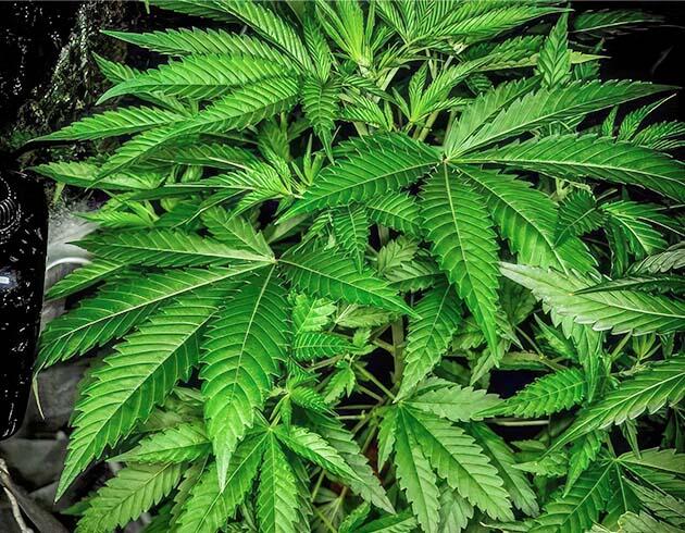 Здоровые листья конопли на пятой неделе вегетации