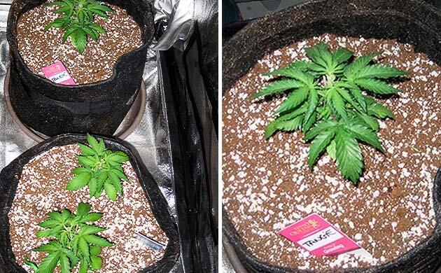 Конопля на ранней вегетации без пересадки