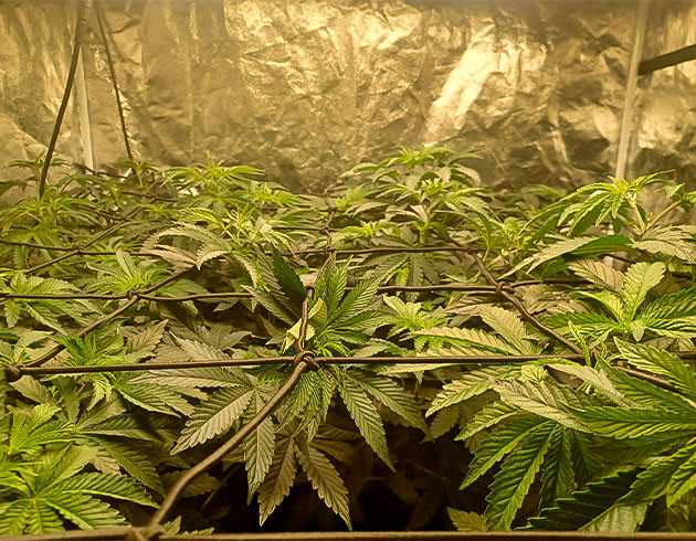 Куст Runtz Punch ростом 25 см