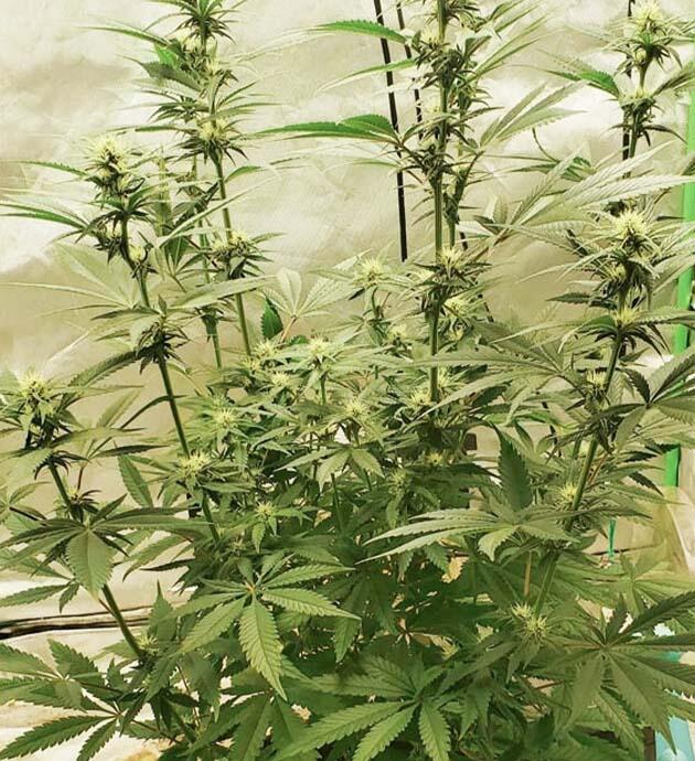 Соцветия Cafe Racer с началом образования трихом