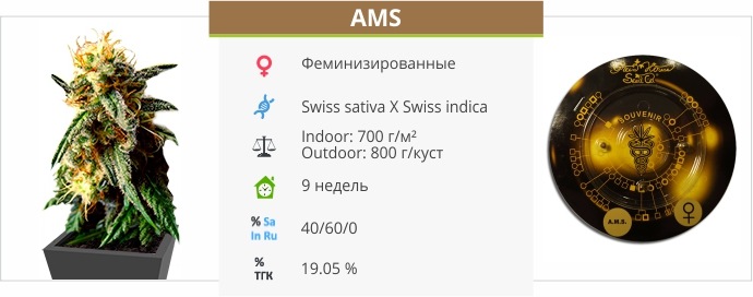 AMS