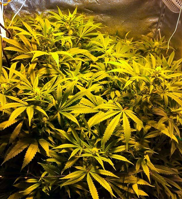 Рост конопли 75 см