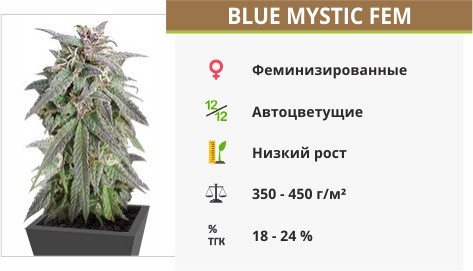 Blue Mystic fem от Nirvana Seeds
