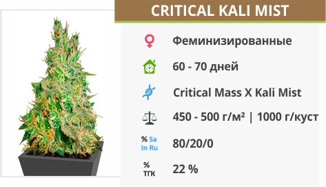 описание сорта Critical Kali Mist