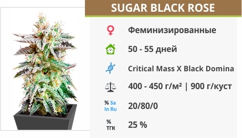 описание сорта Sugar Black Rose описание сорта Sugar Black Rose