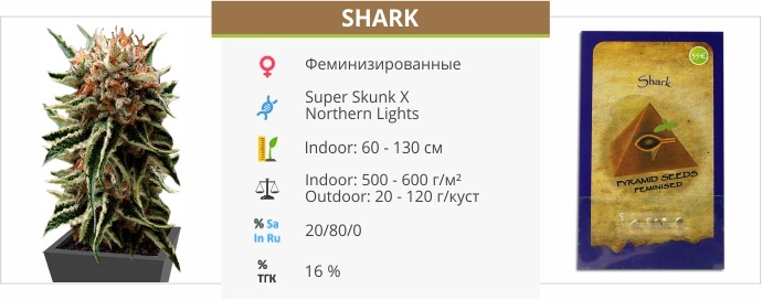 Shark