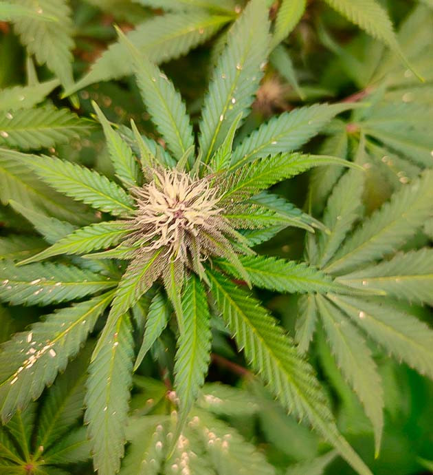 Появление фиолетовый соцветий у марихуаны