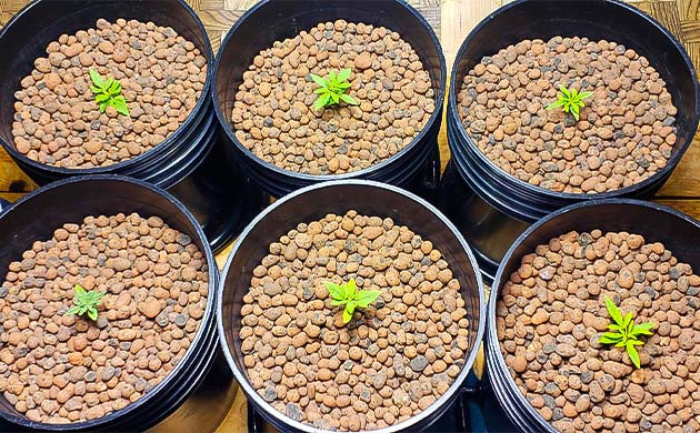 Выращивание марихуаны на 2 неделе