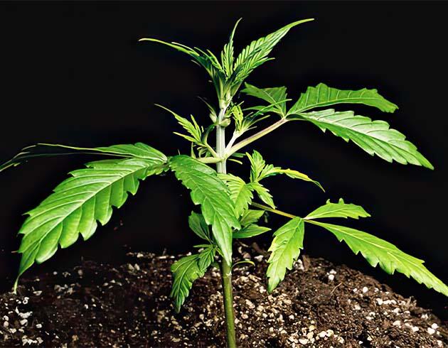 Конопля в индоре с активным наращиванием зелёной массы