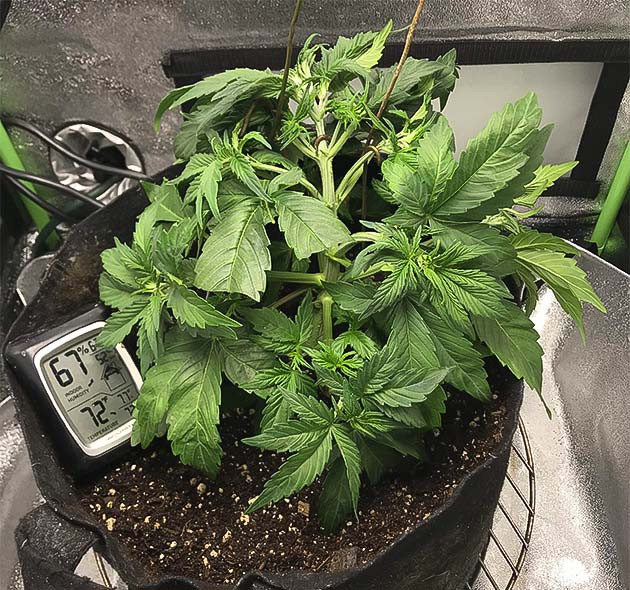 Куст после LST