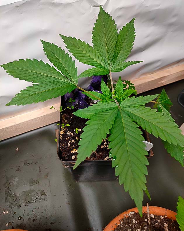 Конопля достигла 15 см роста