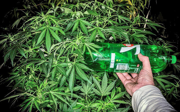 Куст конопли 72 см на первой неделе цветения