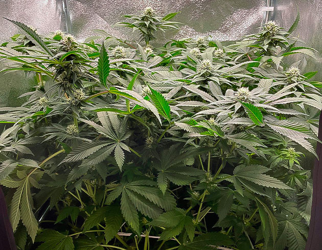 Дефолиация нижних и сухих веток конопли Активное развитие бутонов на 8 неделе