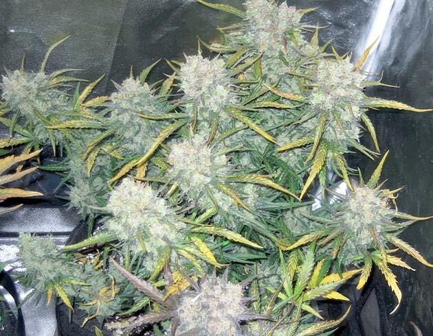 Смолистые соцветия марихуаны с обилием трихом