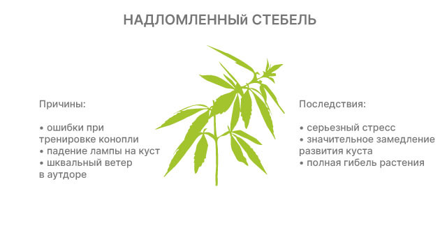 Последствия сломанных веток для урожая Почему ломаются ветки кустов конопли