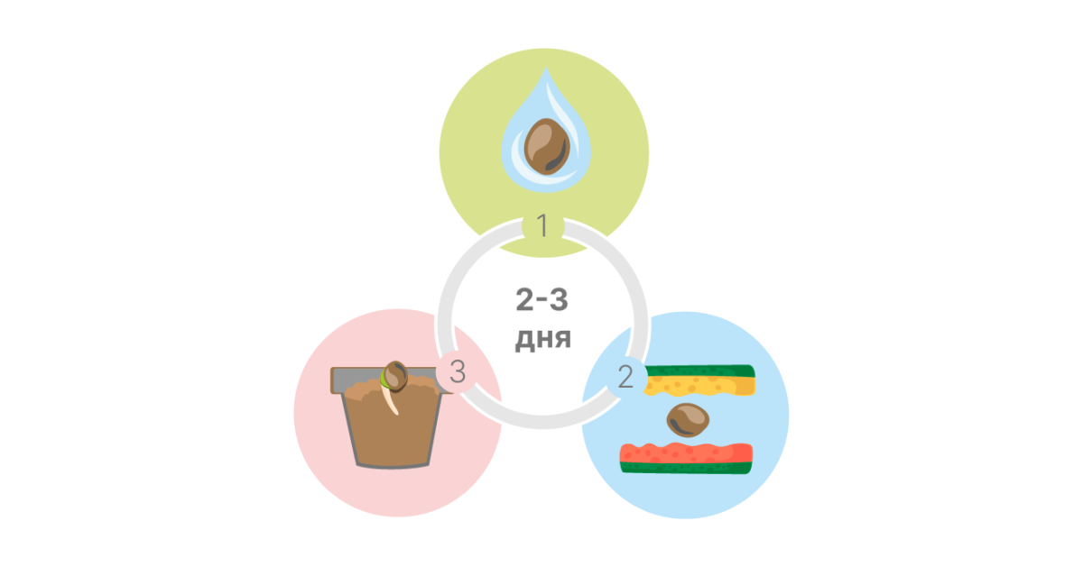 Проращивание семян длится до 3 дней