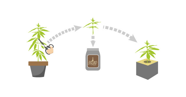 Преимущества и риски использования воды для корнеобразования
