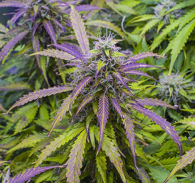 Марихуана фиолетового цвета