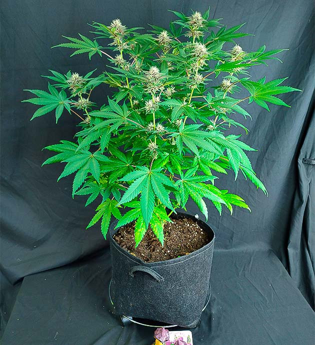 Куст Grandmommy Purple на 12 неделе выращивания