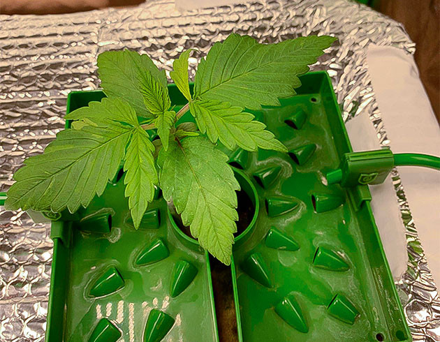 Марихуана на 2 неделе выращивания