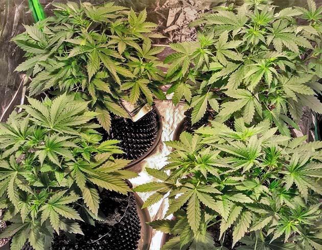 Четвёртая неделя вегетации каннабиса — активный рост