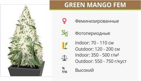Сорт конопли Green Mango Green Mango fem от Sumo Seeds
