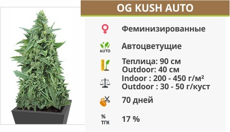 описание сорта OG Kush Auto описание сорта OG Kush Auto