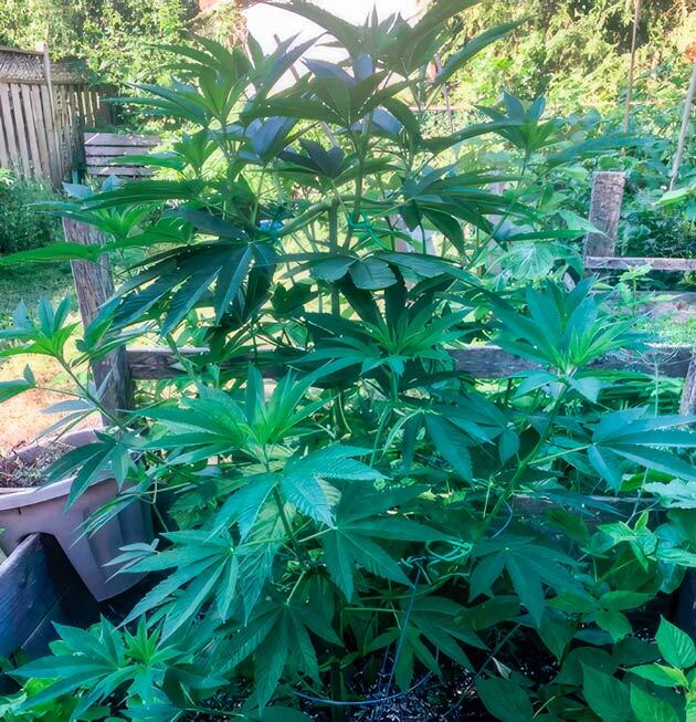 Конопля в аутдоре с подвязкой ветвей и активным ростом