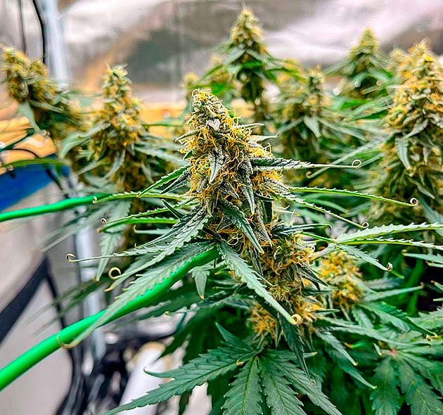 10 неделя роста Titan F1 Auto Молочные трихомы у каннабиса